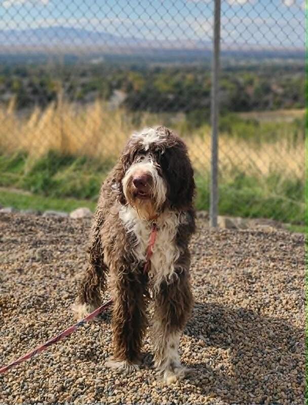 Picture of the Animal Listed